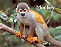 link to book Monkey